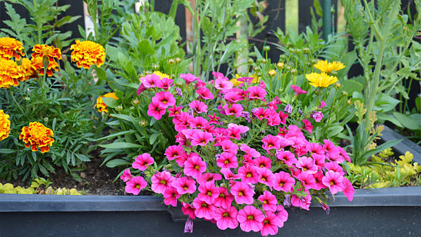 istock Colorful flowers growing in the pot 2235811523
