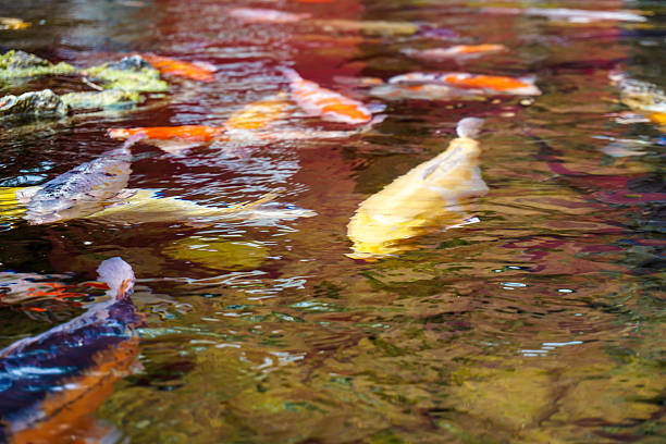 istock Vibrant Fish Gathering at the Surface of a Lake 2235811642