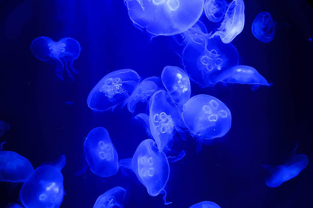 istock Jellyfish Swimming in Deep Blue Water 2235811838
