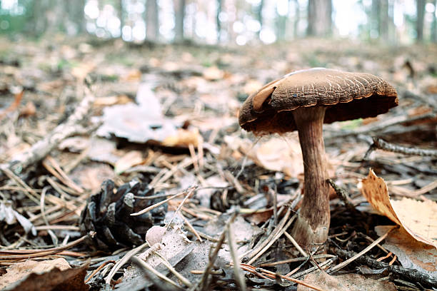 Mushroom close-up growing in forest on dry autumn leaves with a nice soft bokeh background