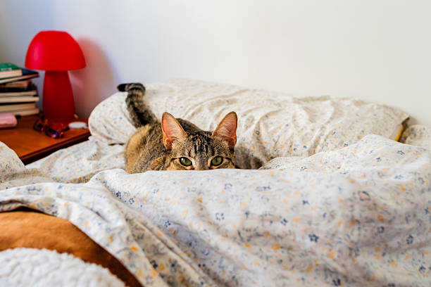 Portrait of a cat at home
