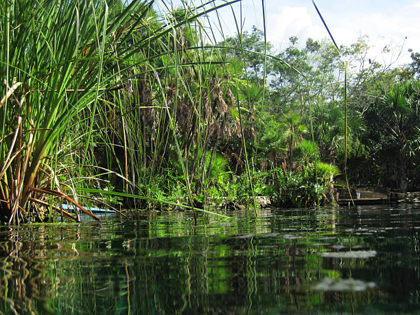 istock Coba, Mexico Cenote Aktun Ha 2235815694