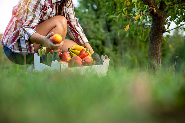 Female farmer harvesting  fresh vegetables and fruits in her garden Copy space