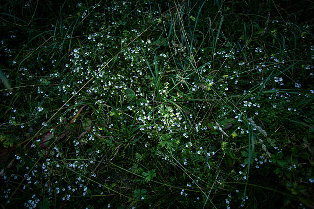 White blossoms, green leaves and shadows