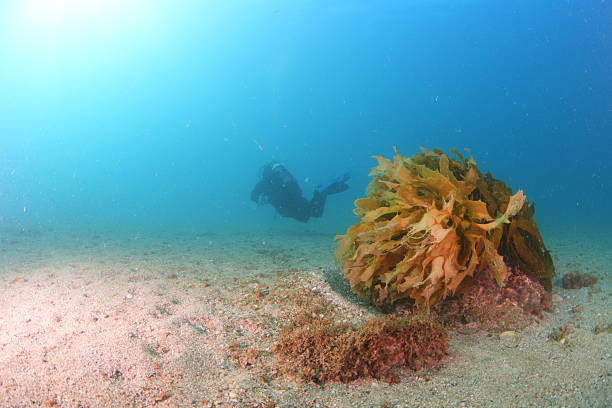 Diver swims in the beautiful waters of Aotearoa New Zealand
