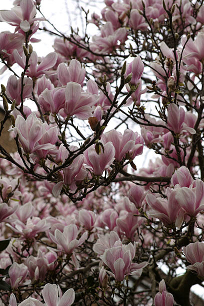 istock Magnolia × soulangeana (Saucer Magnolia) 2235821611