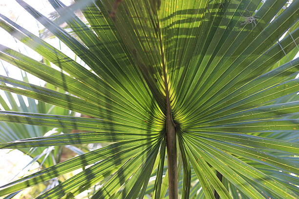 istock Sunlight on radial tropical jungle plant 2235823267