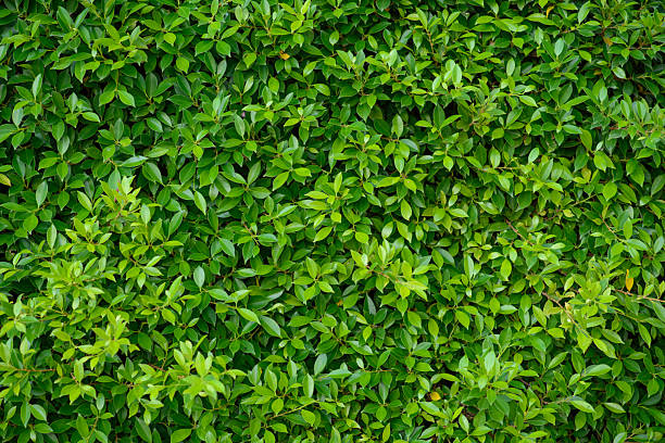 istock Bright green leaves are suitable for making a natural background 2235823439