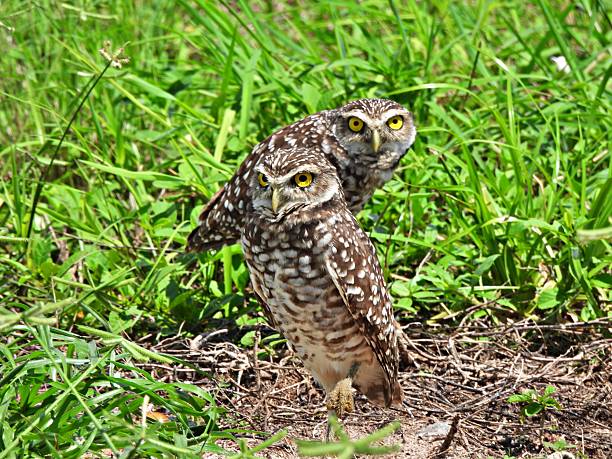 istock Burrowing Owls - (Athene cunicularia) - in an uncultivated area,  looking at the camera 2235825073