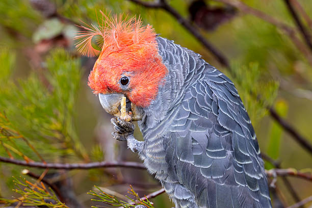 Taxon name: Gang-gang Cockatoo (male)Taxon scientific name: Callocephalon fimbriatumLocation: Blue Mountains, New South Wales, Australia