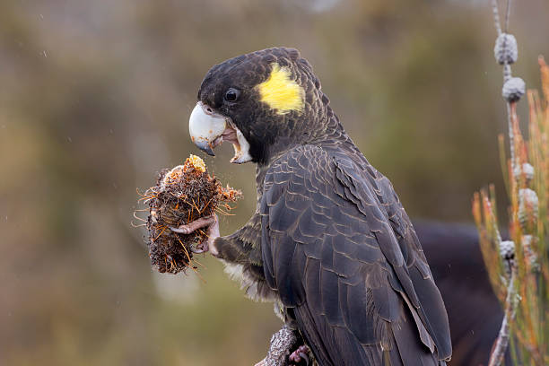 Taxon name: Eastern Yellow-tailed Black-Cockatoo\nTaxon scientific name: Zanda funerea funerea\nLocation: Blue Mountains, New South Wales, Australia