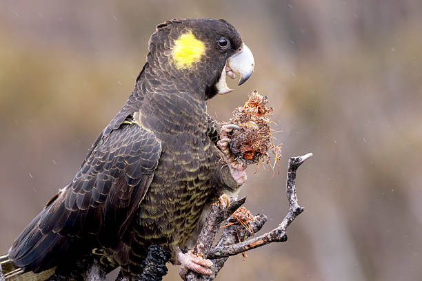 istock Eastern Yellow-tailed Black-Cockatoo, Australia 2235825216