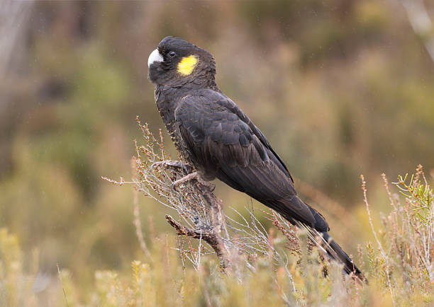 istock Eastern Yellow-tailed Black-Cockatoo, Australia 2235825246