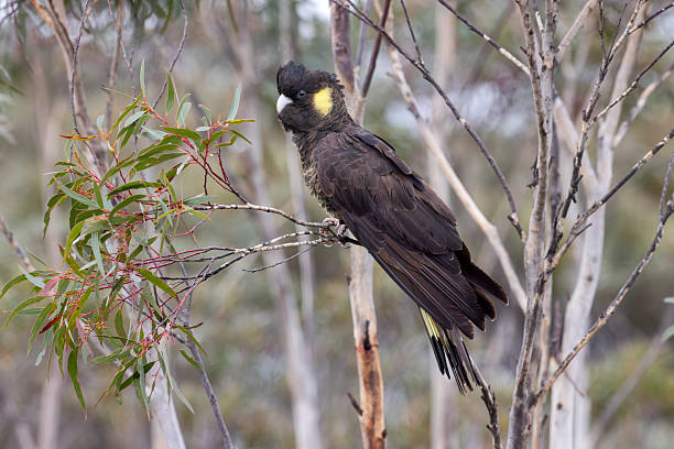 istock Eastern Yellow-tailed Black-Cockatoo, Australia 2235825251