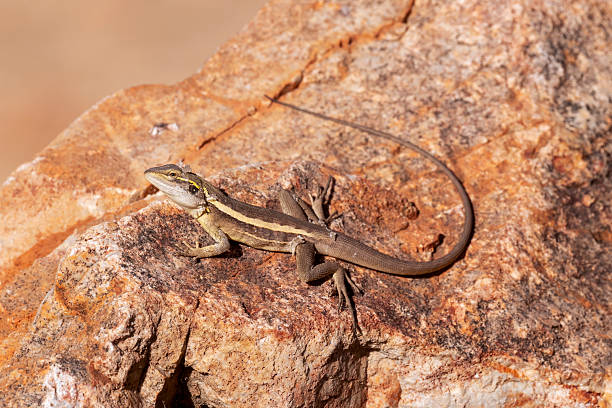 istock Horner's Dragon, Australia 2235825887