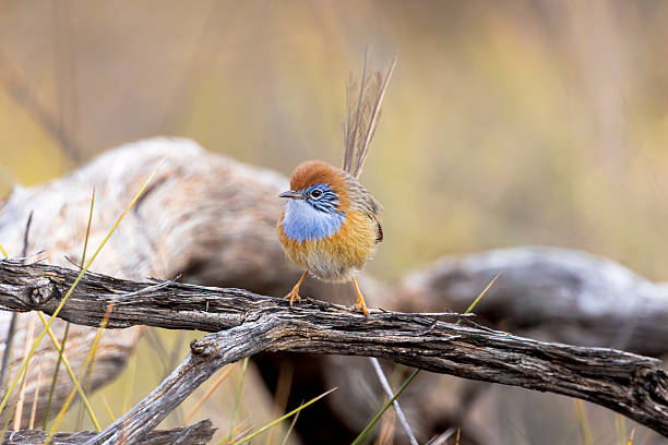 Taxon name: Mallee Emu-wren\nTaxon scientific name: Stipiturus mallee\nLocation: Hattah-Kulkyne National Park, Victoria, Australia