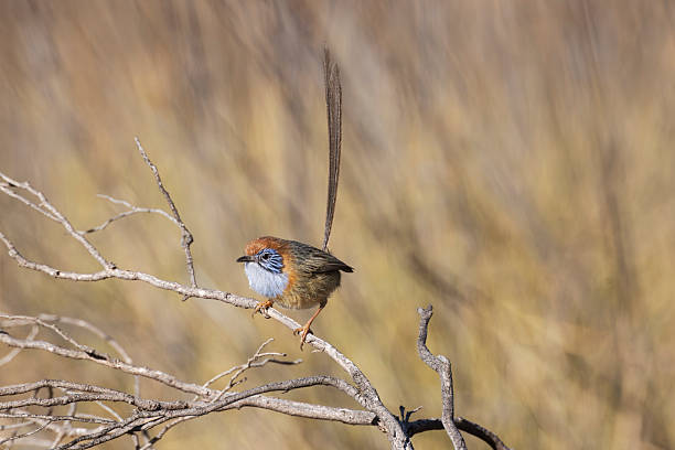 Taxon name: Mallee Emu-wren\nTaxon scientific name: Stipiturus mallee\nLocation: Hattah-Kulkyne National Park, Victoria, Australia