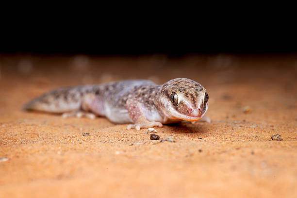 istock Eastern Deserts fat-tailed gecko, Australia 2235825929