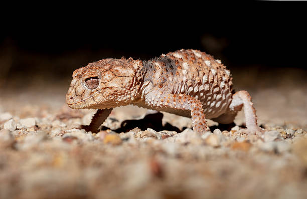 istock Eromanga Basin Knob-tailed Gecko, Australia 2235825936