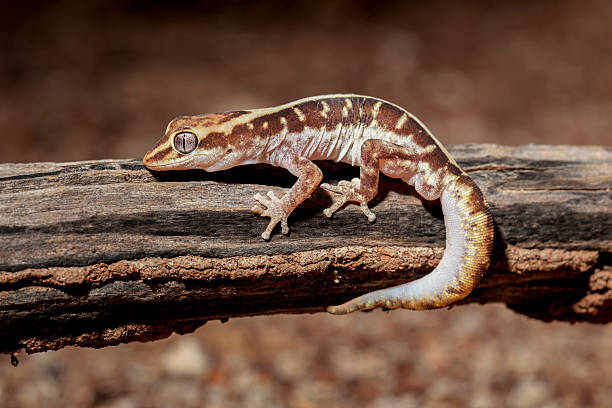 Pale-striped Ground Gecko, Australia