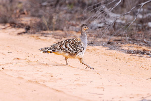 istock Malleefowl, Australia 2235826236