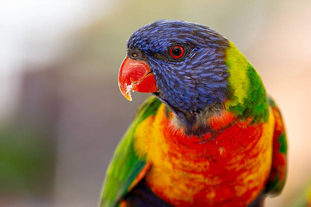 istock A vibrant Rainbow Lorikeet (Trichoglossus moluccanus) faces the camera against a softly blurred, colourful background 2235826746