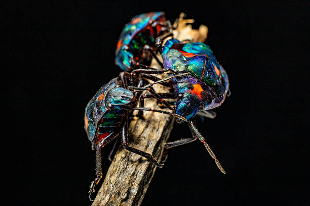 This striking macro photo captures several cotton harlequin beetles (Tectocoris diophthalmus) adult with a patterned shell resting on a stick.