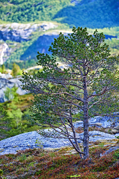 A serene scene featuring a solitary evergreen tree growing on rocky ground in a Norwegian landscape. Surrounding greenery and blurred backgrounds of distant mountains emphasize the beauty of northern wilderness.