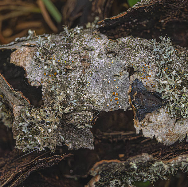 istock Lichens On Rotting Wood 2235828715