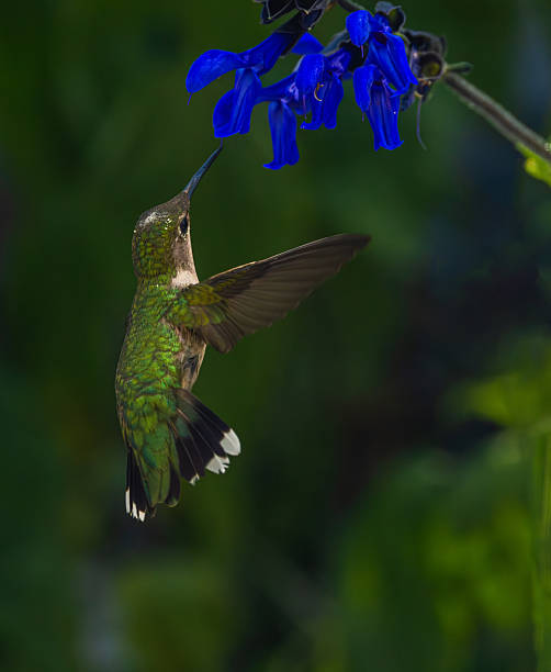 istock Hummingbird About To Feast On A Flower 2235828778