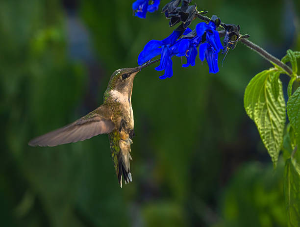 istock Hummingbird Feasting On A Flower 2235828791