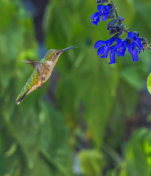 istock Hummingbird About To Feast On A Flower 2235828812