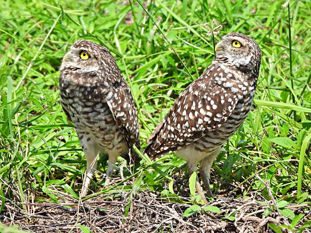 istock Burrowing Owls - (Athene cunicularia) - in an uncultivated area,  looking at the sky 2235829007