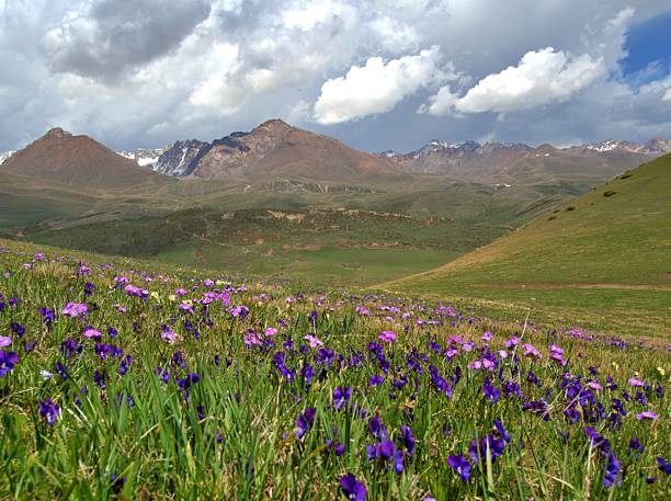 istock meadow of flowers 2235830904