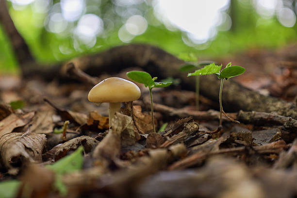​A small mushroom with a smooth cap grows on the forest floor, surrounded by fallen leaves and young sprouts. The low-angle photograph captures the life of the forest, emphasizing the small details of nature.