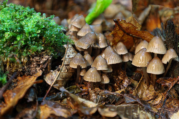 istock ​A cluster of small, light brown mushrooms grows on a forest stump, surrounded by bright green moss and fallen autumn leaves. The macro photo highlights the details of the wild. 2235833544