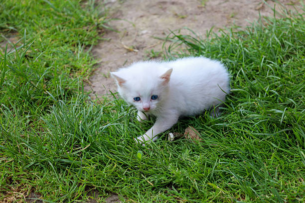 A small, white kitten with blue eyes sits in the green grass, looking directly at the camera. Its fluffy fur stands out against the natural surroundings.
