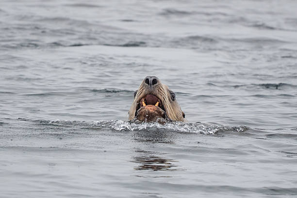 Steller Sea Lion with Head Above Water Vocalizes with his mouth open while swimming.