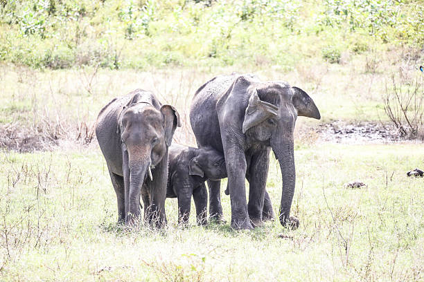 Encountering a warm Asian elephant family on the grassland