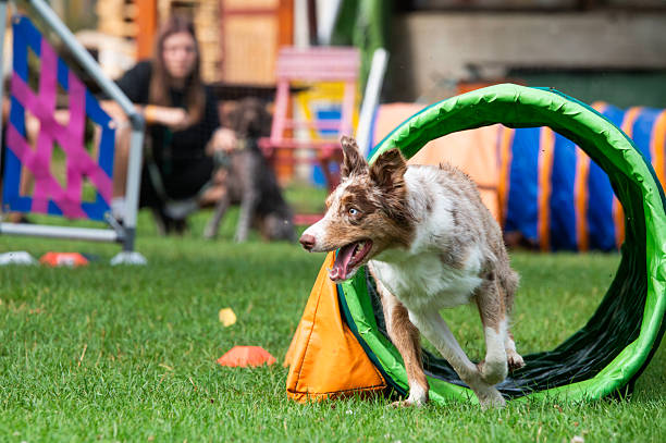 istock A Border Collie full of energ. 2235837083