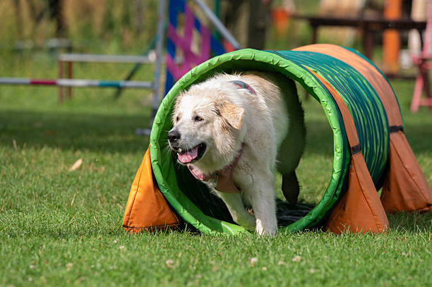 istock White dog running through a tunnel at an agility competition 2235837181