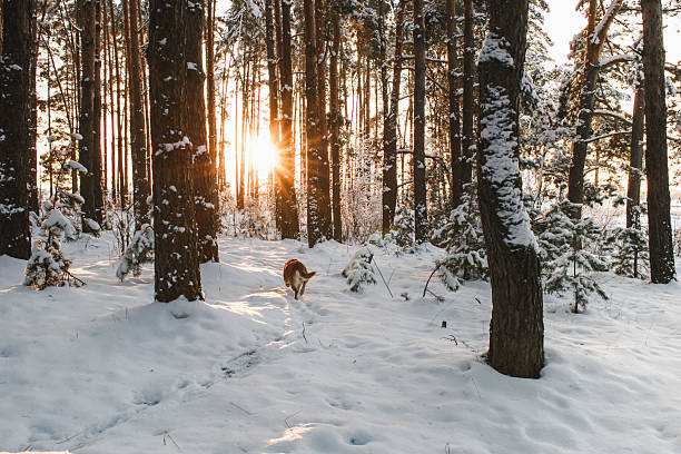 A winter forest at sunset with a dog heading through snowdrifts in Zhytomyr, Zhytomyr Oblast, Ukraine