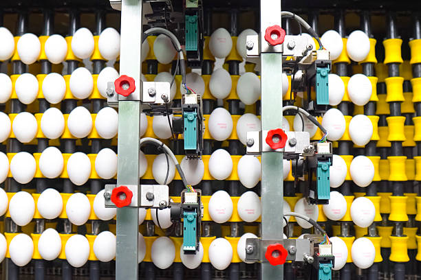 istock Conveyor line where chicken eggs are marked with, food printer. 2235837387