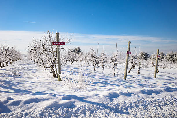 Winter apple orchard covered in ice and snow in Walpole, New Hampshire, United States