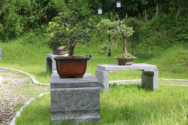 Bonsai tree in a japanese garden