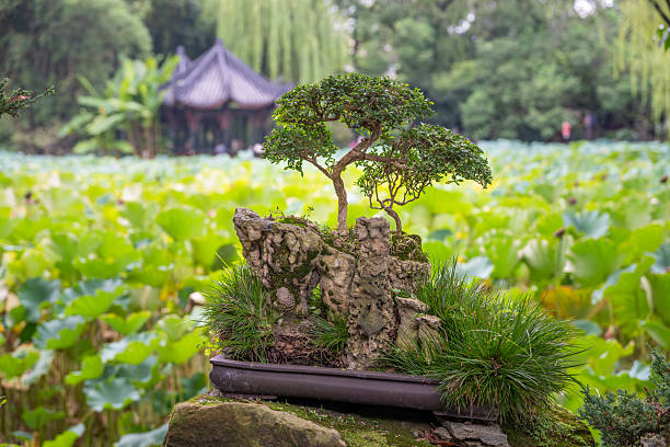 A beautifully arranged bonsai tree stands on a rock, surrounded by lush greenery. This serene scene is set in Chengdu, Sichuan, where the bonsai is prominently displayed in front of a tranquil pond filled with vibrant lotus plants. The backdrop features traditional Chinese architecture, hinting at the rich cultural heritage of the area. Light filters through the trees, adding a calm and peaceful atmosphere.