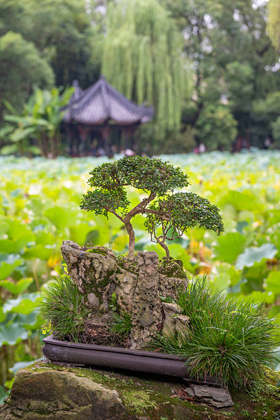 In the heart of Chengdu, Sichuan, a masterfully crafted bonsai tree showcases its beauty amidst a lush garden setting. The scene is vibrant, with a backdrop of large green lotus leaves stretching across the pond. Sunlight filters through the trees, creating a peaceful atmosphere that invites visitors to pause and appreciate the artistry of nature. The gentle slope of the rock and the lush grass complement the bonsai, illustrating a perfect blend of landscape and horticultural skill.