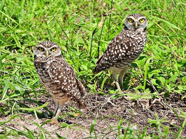 istock Burrowing Owls - (Athene cunicularia) - in an uncultivated area looking at the camera 2235840978