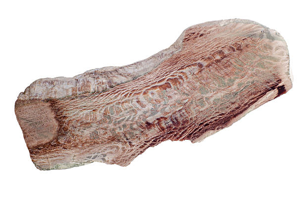 istock Chip petrified tree with annual rings. Isolated on white 2235841829