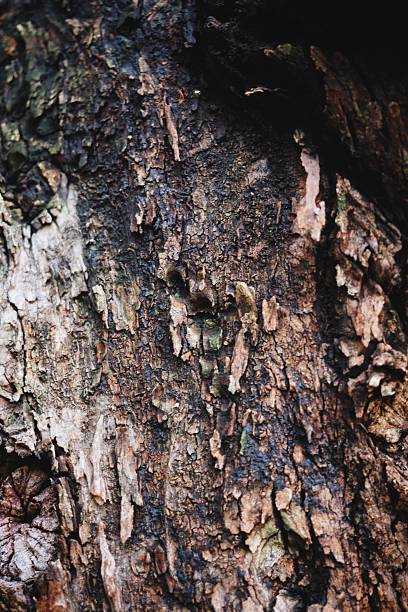 Closeup texture of old tree bark